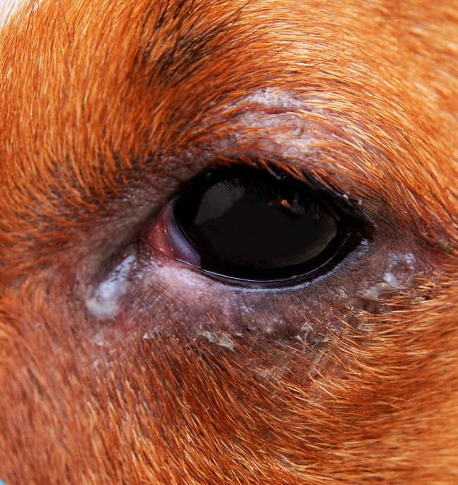 white discharge on dog's infected eye