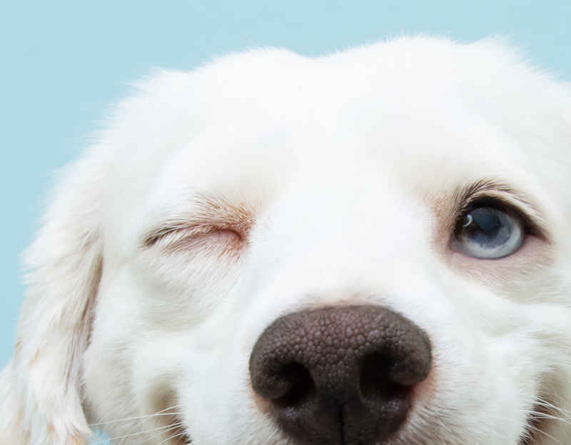 what happens if your dogs eye is swollen