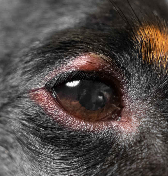what does it mean when your dogs eye pops out