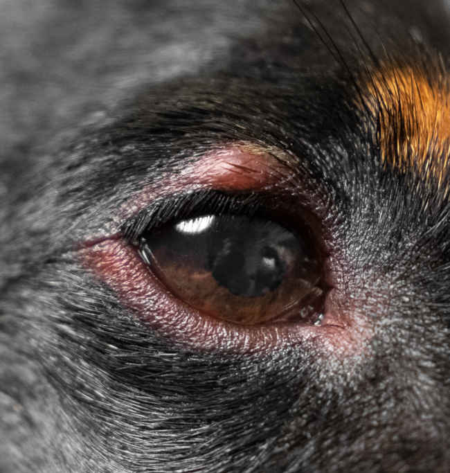 what causes redness around a dogs eyes