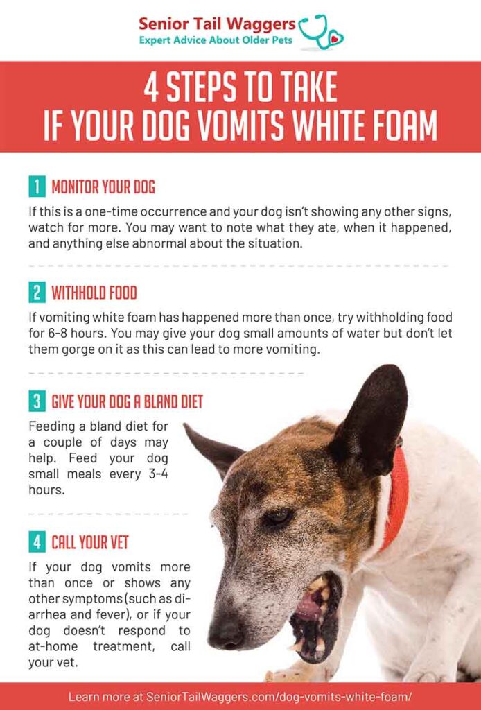 infographic showing 4 steps to take when dog vomits white foam