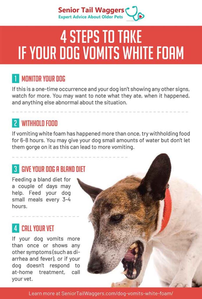 Home remedies for 2025 a dog throwing up