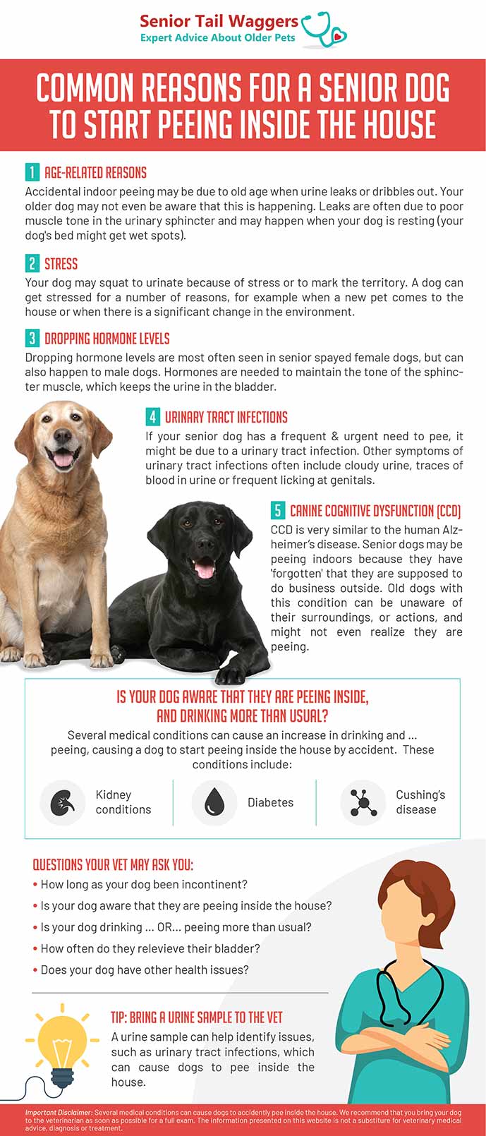 infographics about old dog peeing inside the house