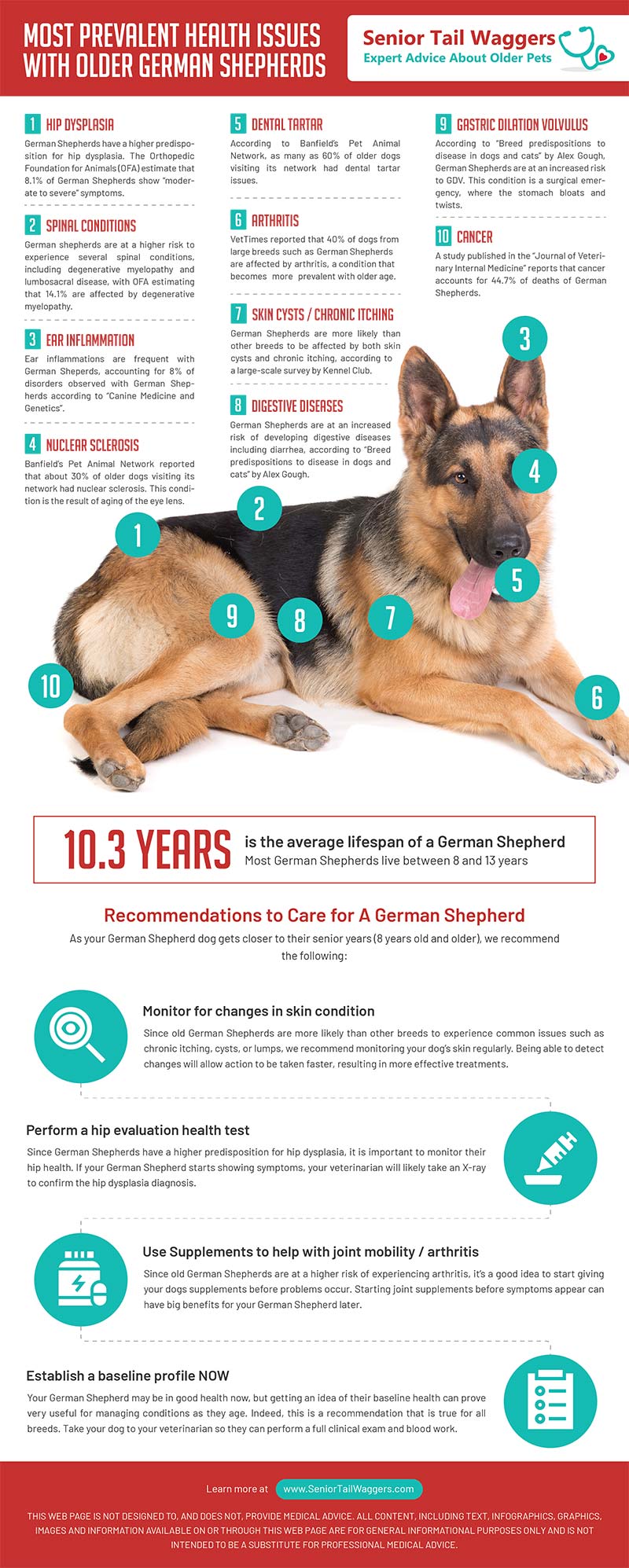 top 10 most frequent german shepherd health issues