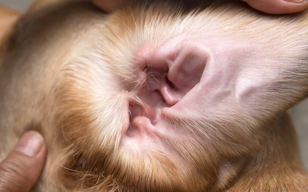 healthy dog ear with wax