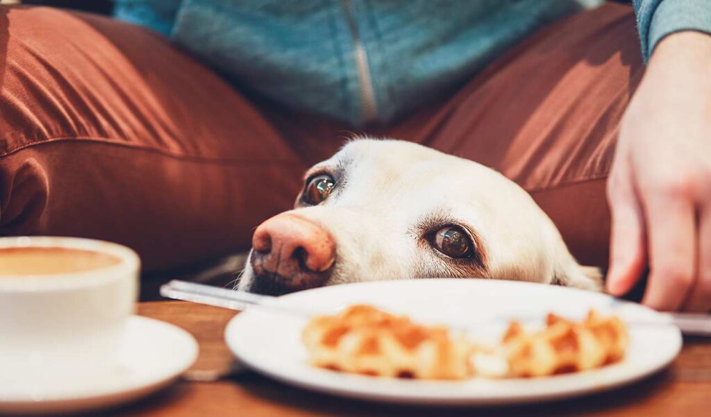 pet interested in food