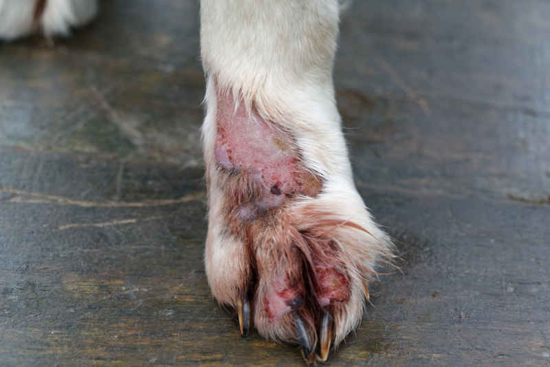 trauma injury on a dog's paw