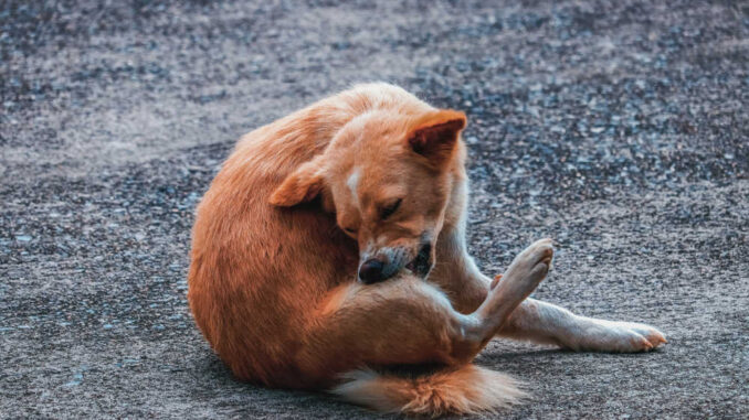 very itchy spot on a dog