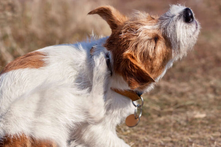 Itchy Skin in Dogs