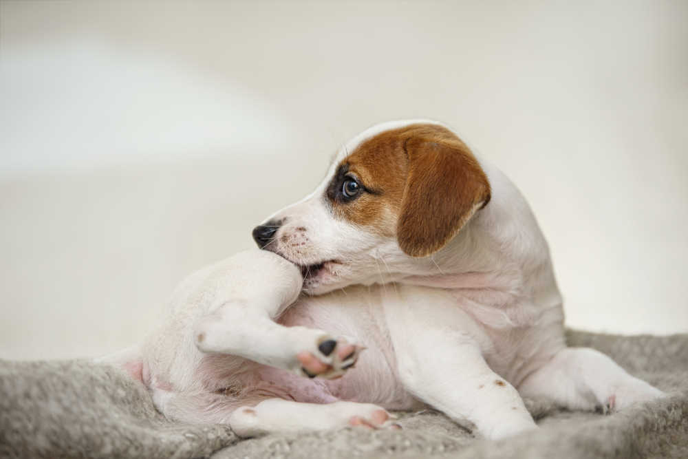 itchy pup biting at his back leg