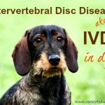 The story of Knox, a dog with IVDD