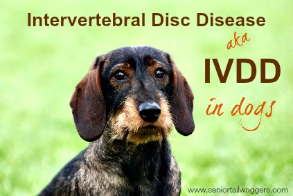 About IVDD in dogs