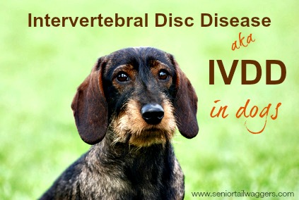 laser therapy for ivdd dogs