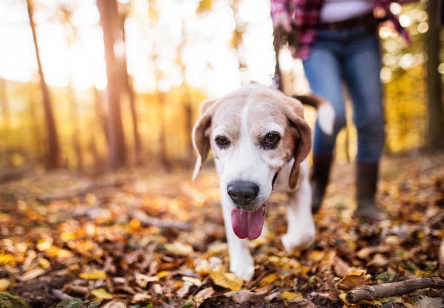 senior dog walking in the forest in the Fall