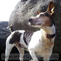 Senior Jack Russell Terrier enjoying the beach