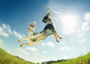 Can Spaying or Neutering Help Calm a Hyperactive Dog? [Vet Advice]
