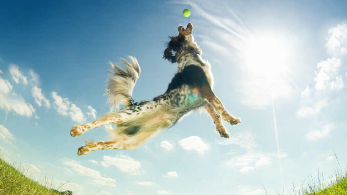 hyperactive dog catching a ball midair in the park with sunshin in the background