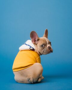 Dog Has Diarrhea for 2-3 Days: Four Tips from Our Vet