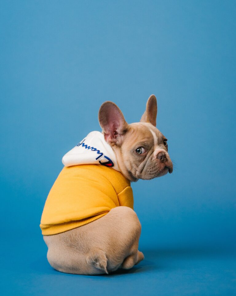 Dog Has Diarrhea for 2-3 Days: Four Tips from Our Vet