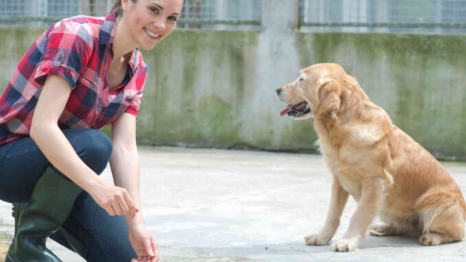 dog at kennel with caregiver