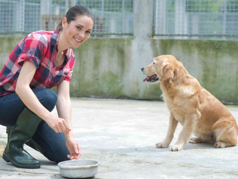 Can a Dog Die From Kennel Cough?