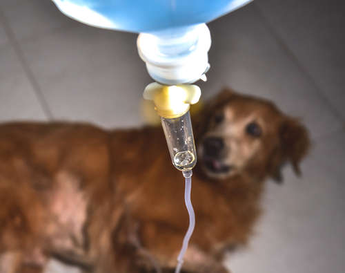 dog with kidney disease being treated