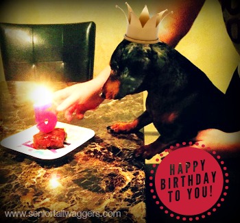 Knox, our dachshund's 5th birthday
