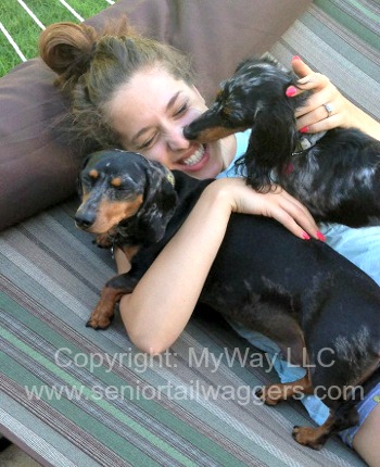 Two dachshunds with owner