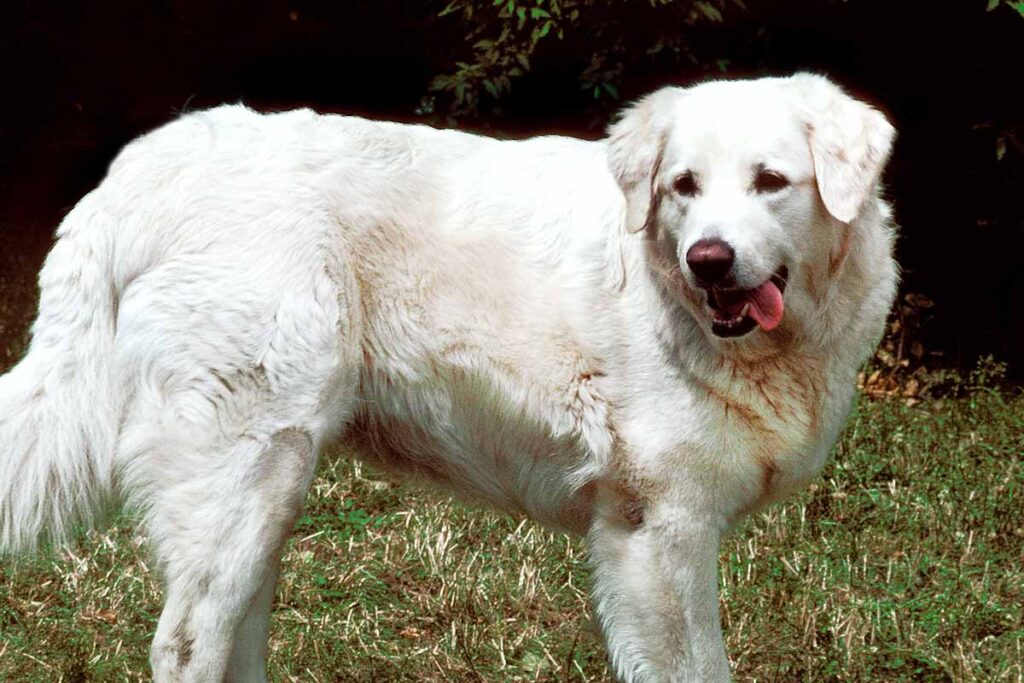 big fluffy white kuvasz dog
