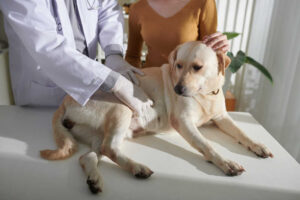 Brown Discharge from Female Dog: What It Means & What to Do