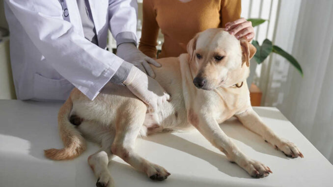 labrador at the vet getting checked