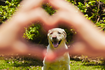 Loved Labrador