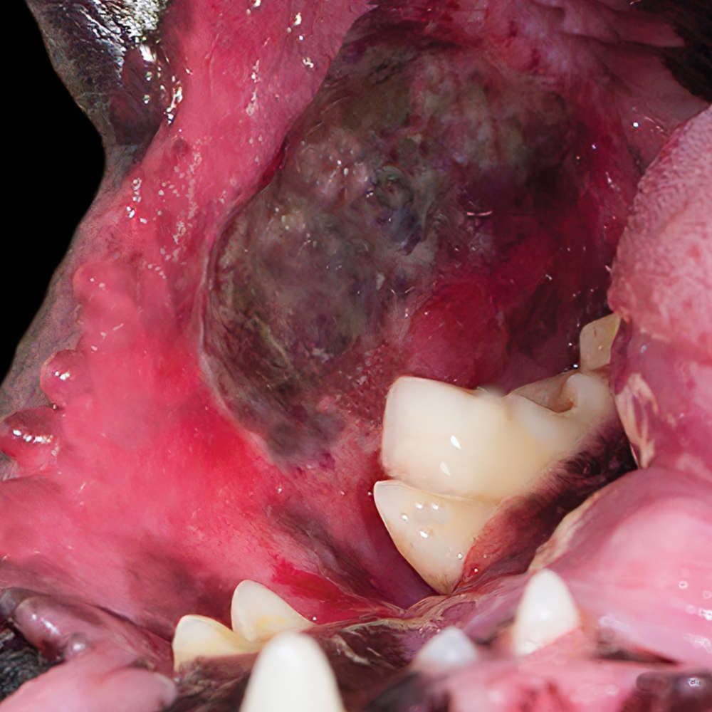 mouth sore with raised edges and a necrotic (dead) center