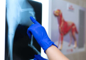 Dog Limping & Shaking: What Could Be Going On With Your Dog?