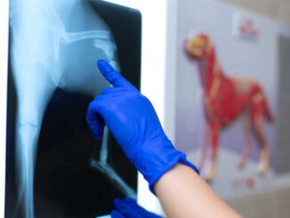 radiologist with gloves is looking at an X-ray of a bone fracture in a small dog