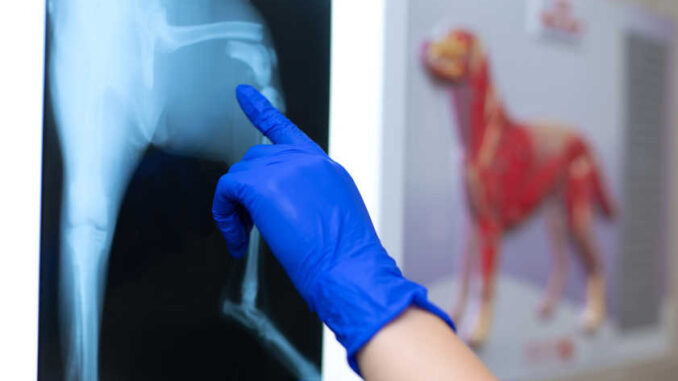 radiologist with gloves is looking at an X-ray of a bone fracture in a small dog