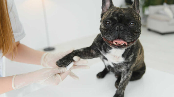 vet holding a dog's leg for treatment