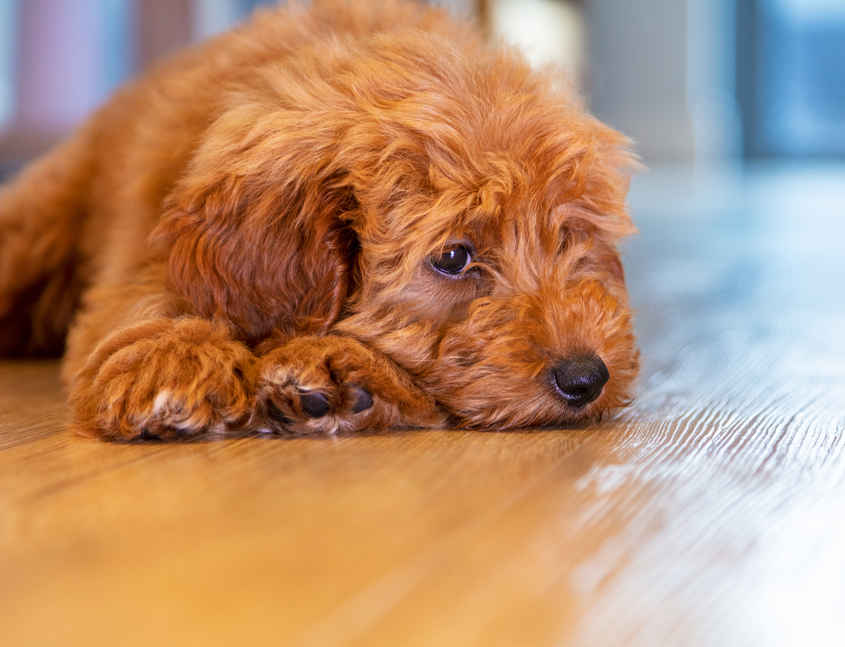 lethargic dog laying on a wood floor