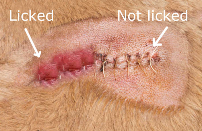 closeup image of incision with area that has been licked and not healing well