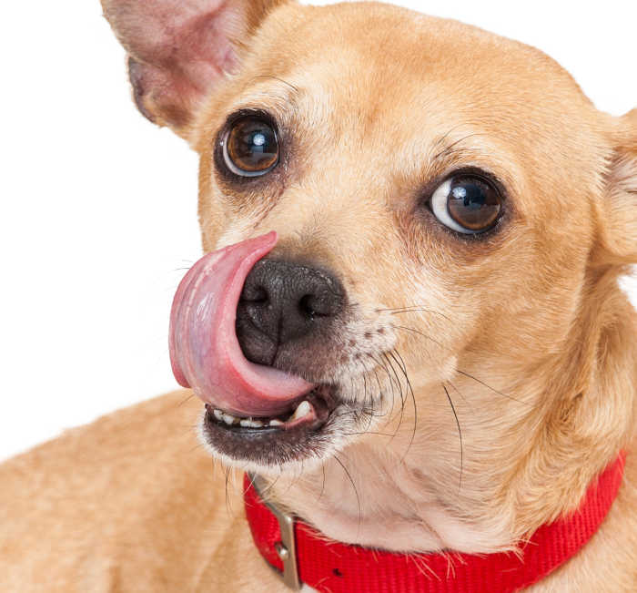 chihuahua licking lips