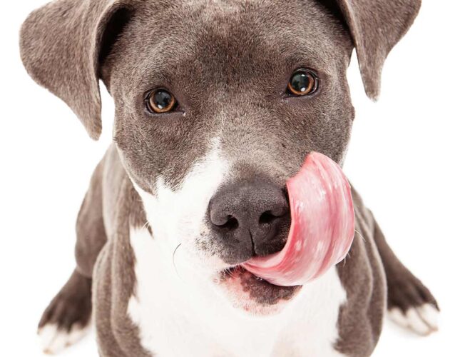 why-do-dogs-lick-their-lips-why-do-dogs-lick-why-dogs-lick-dogs