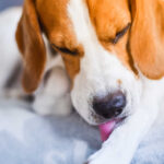 Skin Infections in Dogs [With 10 Pictures]: Itching, Redness, and How You Can Help Break the Cycle of Discomfort