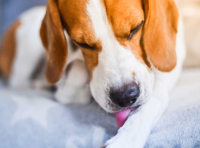 5 Easy Ways to Tell if Your Dog Has Fleas, According to a Veterinarian