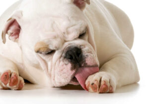 Why Is My Dog Constantly Licking His Paws? Veterinarian Advice