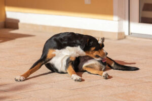 Yellow or Green Discharge from a Dog’s Penis: Our Vet Explains