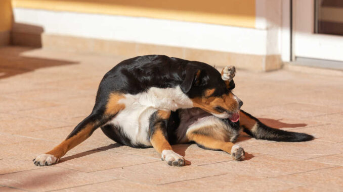 dog licking private parts outdoors