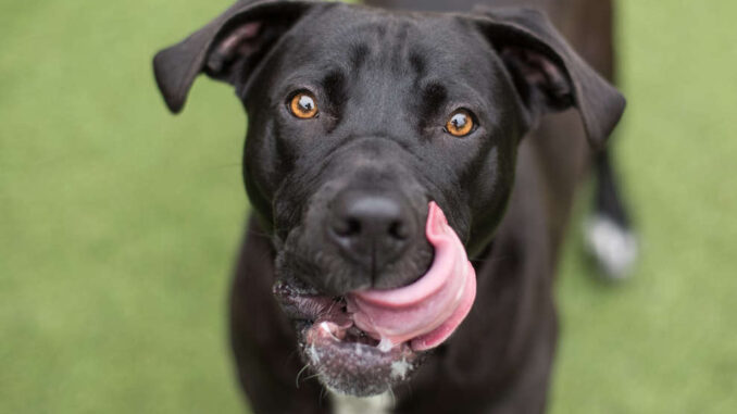 black dog licking its lips, in front of a green grass background