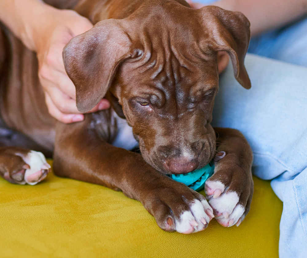 toy licking its toy on the couch with owner