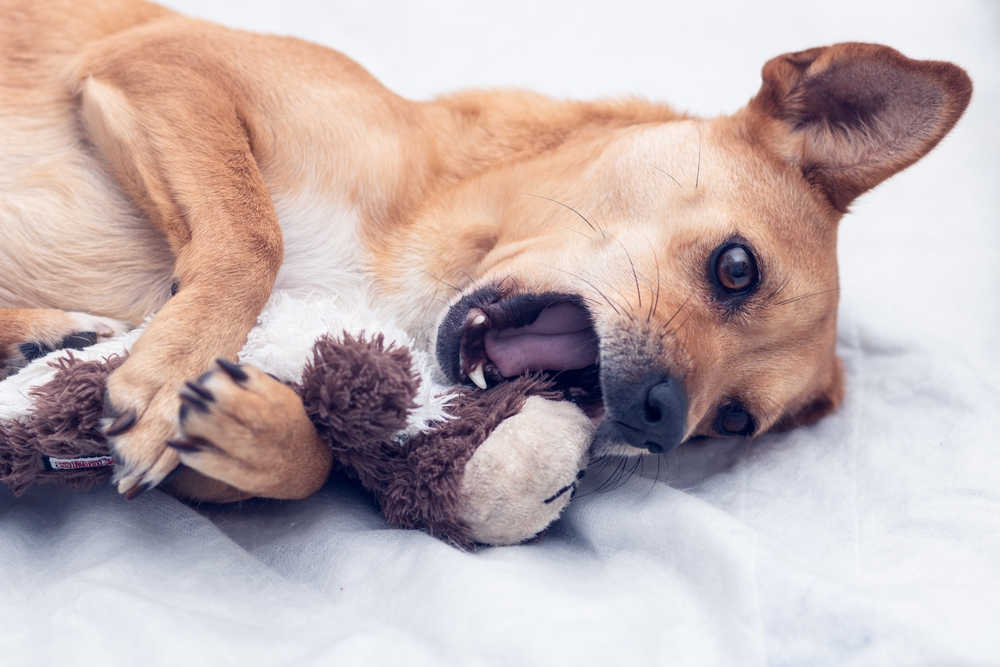 dog licking and biting a toy
