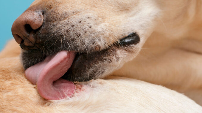 labrador licking its wound